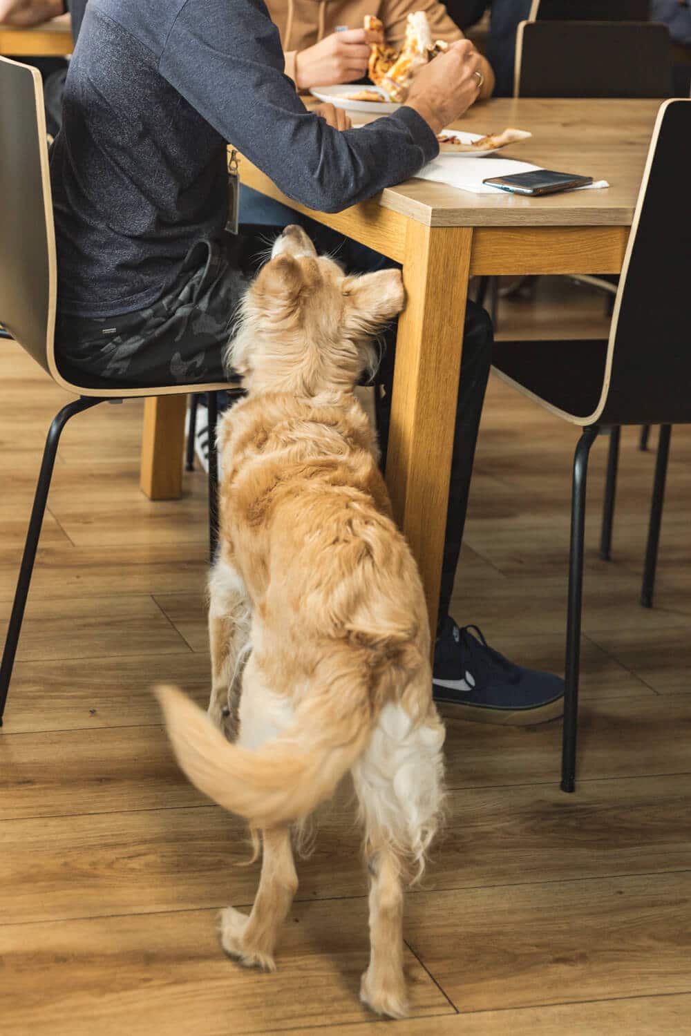 a dog looking at a person sat at a table
